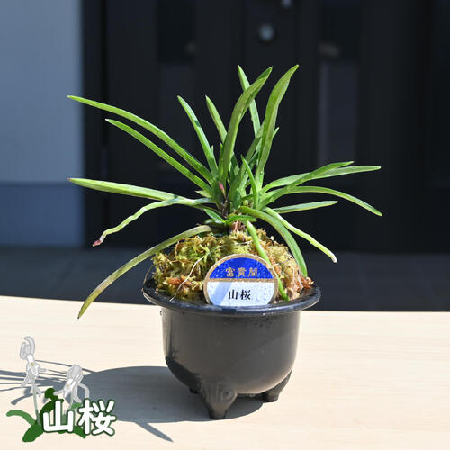 楽天市場】2025年NEW 現品 富貴蘭 山桜 鉢植え 風蘭 プラ鉢入り : 園芸