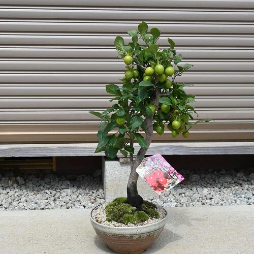 楽天市場】盆栽柿実付きの柿ろうやがき2026年NEW 柿 盆栽柿 鉢植え柿