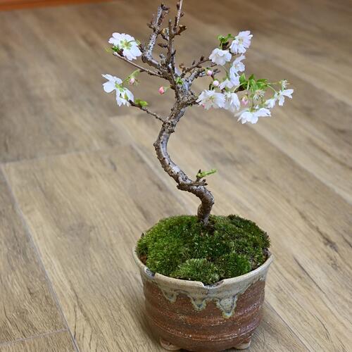 楽天市場】10月開花中 十月桜盆栽一年に二度桜を楽しめる 十月桜 桜