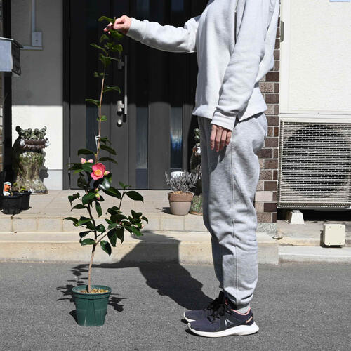 楽天市場】2026年2月～4月開花予定椿苗 藤衣 中輪 一重咲き 庭木