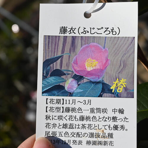 楽天市場】2026年2月～4月開花予定椿苗 藤衣 中輪 一重咲き 庭木