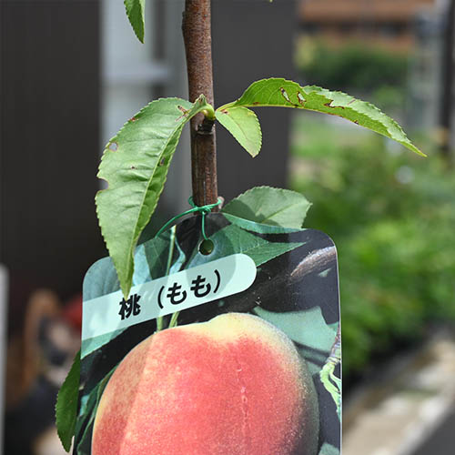 楽天市場】育てる桃鉢植え白桃 素焼き鉢入りもも : 園芸百貨店何でも