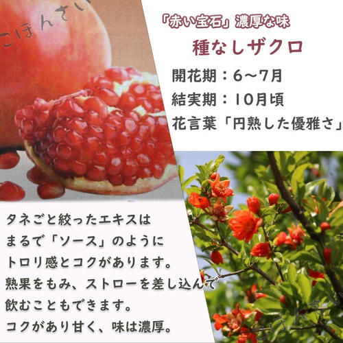 楽天市場】種なしザクロ 鉢植え 柘榴 美容 健康 果実 果樹 : 園芸