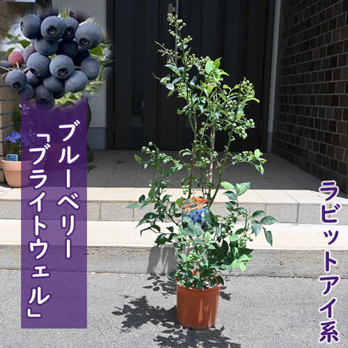楽天市場】2025年5月より花芽付で発送 ブルーベリー ブライトウェル