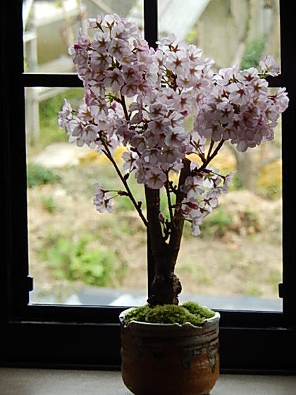 楽天市場】2026年のギフト笑顔の花咲く桜をお誕生日プレゼントに 自宅