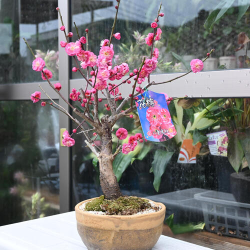 楽天市場】ウメ盆栽【2026年2月開花 花芽付き】八重寒紅梅 鉢植え梅
