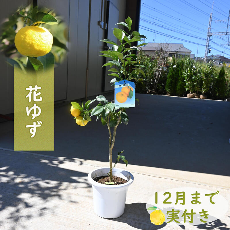 楽天市場】プレゼントに 2026年開花後に実のなるゆず接ぎ木3年生 苗木