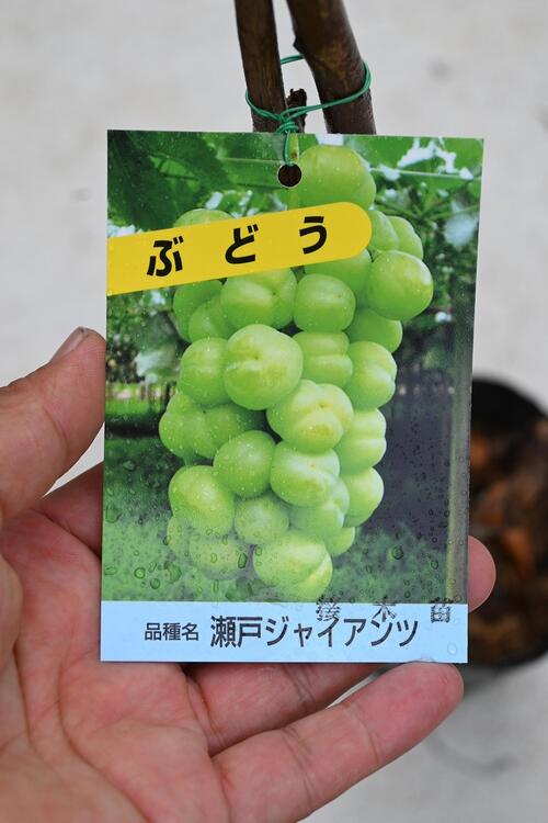 楽天市場】瀬戸ジャイアンツぶどう苗 葡萄苗 葡萄苗 2年物 : 園芸