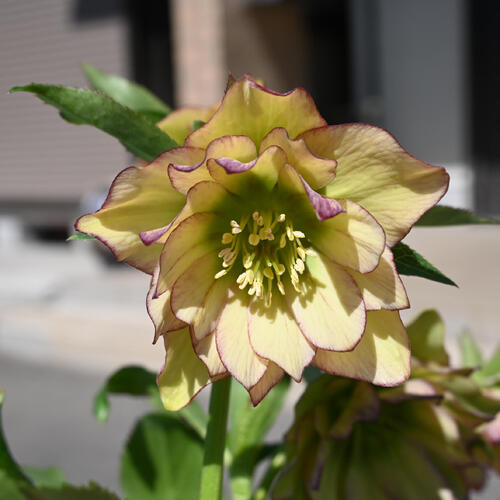 楽天市場】【現品】2025年3月開花 クリスマスローズ 苗 5号プラ鉢入り