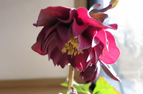 楽天市場】クリスマスローズ開花株 【テラコッタ鉢入り】紫八重咲