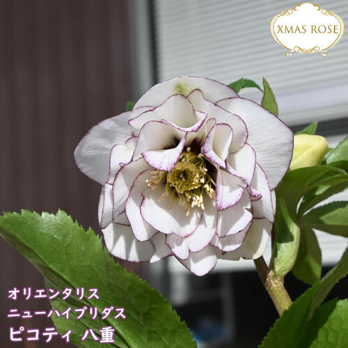 ムック様ご購入苗㉖-114㉖-115クリスマスローズ ムック様ご購入苗㉖