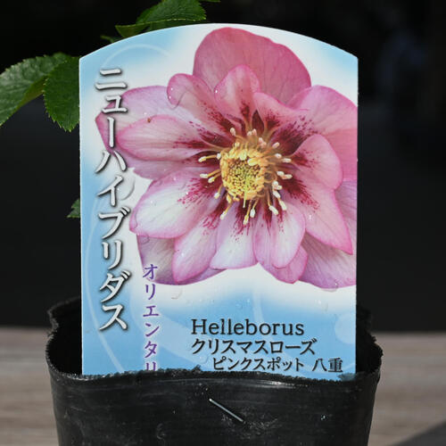 おぎっちょ様ご購入苗㉖-37クリスマスローズ おぎっちょ様ご購入苗㉖