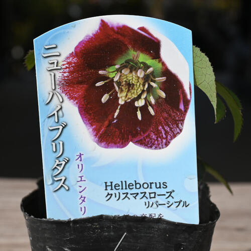 楽天市場】クリスマスローズ オリエンタリス リバーシブル クリスマス