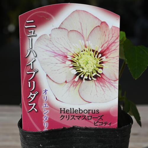 楽天市場】2023年新入荷苗 クリスマスローズ3種セット 見計らいお任せ