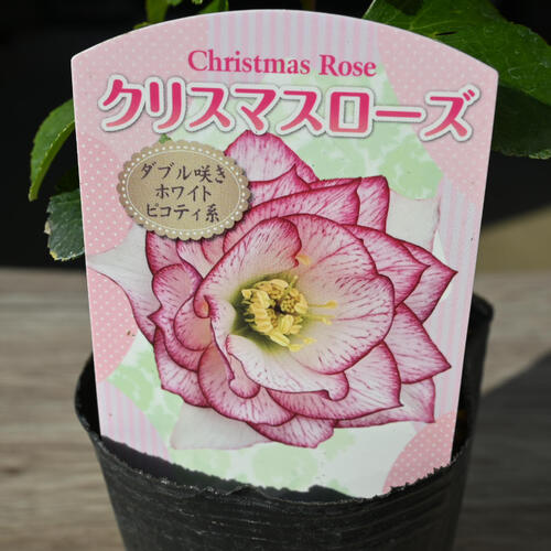 楽天市場】新入荷苗 クリスマスローズ ダブル咲き ホワイトピコティ系