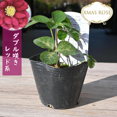 もり子さん専用 クリスマスローズ苗 2個セット もり子さん専用