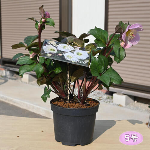 楽天市場】2025年12月～開花中 クリスマスローズ Ice N' roses 氷の