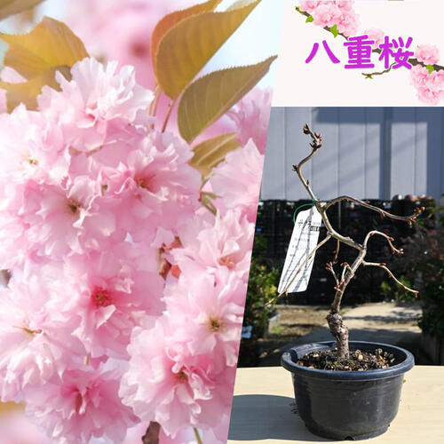 楽天市場】自宅でお花見サクラ鉢植え盆栽タイプ桜 2026年3月下旬～4月