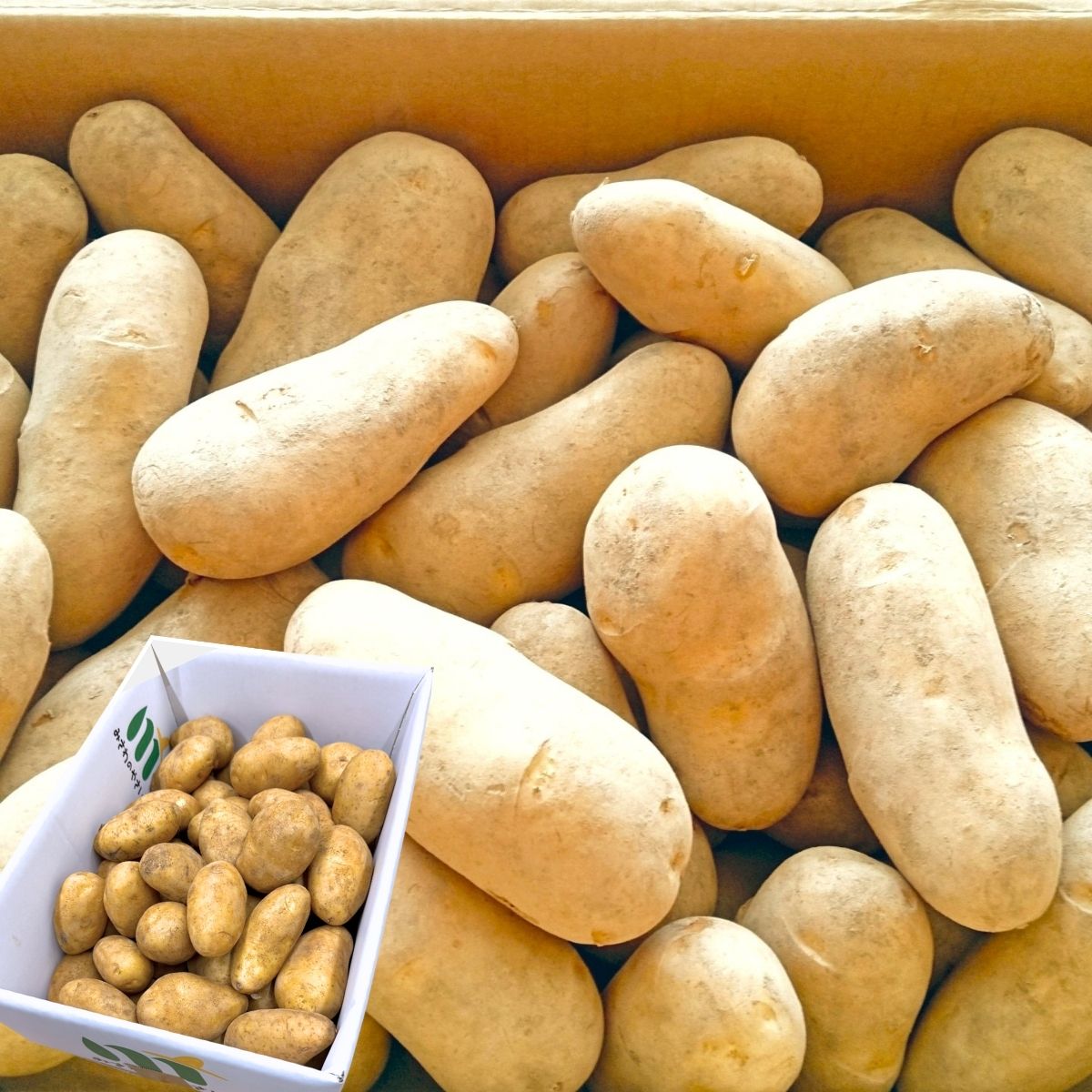 楽天市場】種芋 ジャガイモ 10キロの通販