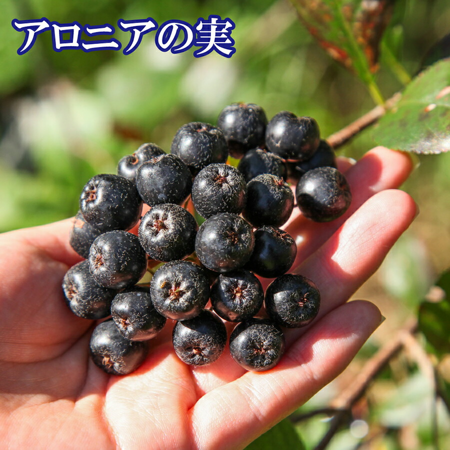 楽天市場】【公式】北海道伊達市大滝区産 冷凍アロニアの実