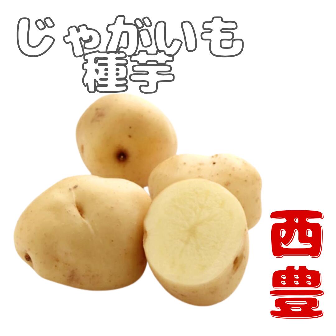 楽天市場】じゃがいも 種芋 【 西豊(ニシユタカ) 】 春植え 秋植え