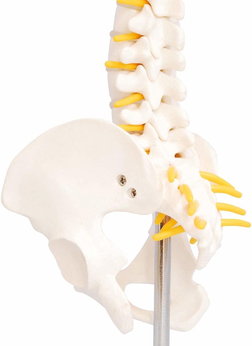 楽天市場】人体模型 脊椎骨盤模型 脊柱 脊髄 脊椎模型 脊椎骨模型 ミニ