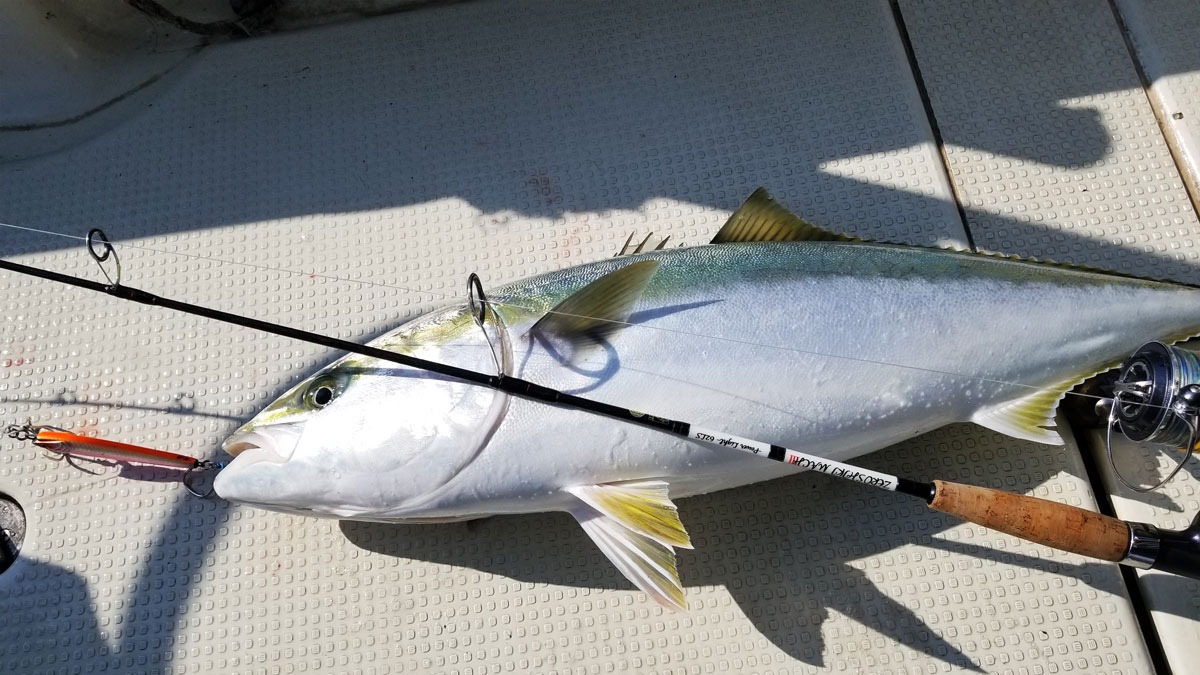 楽天市場】ZENITH ゼロシキ マッハスリーパワーライト ベイトモデル