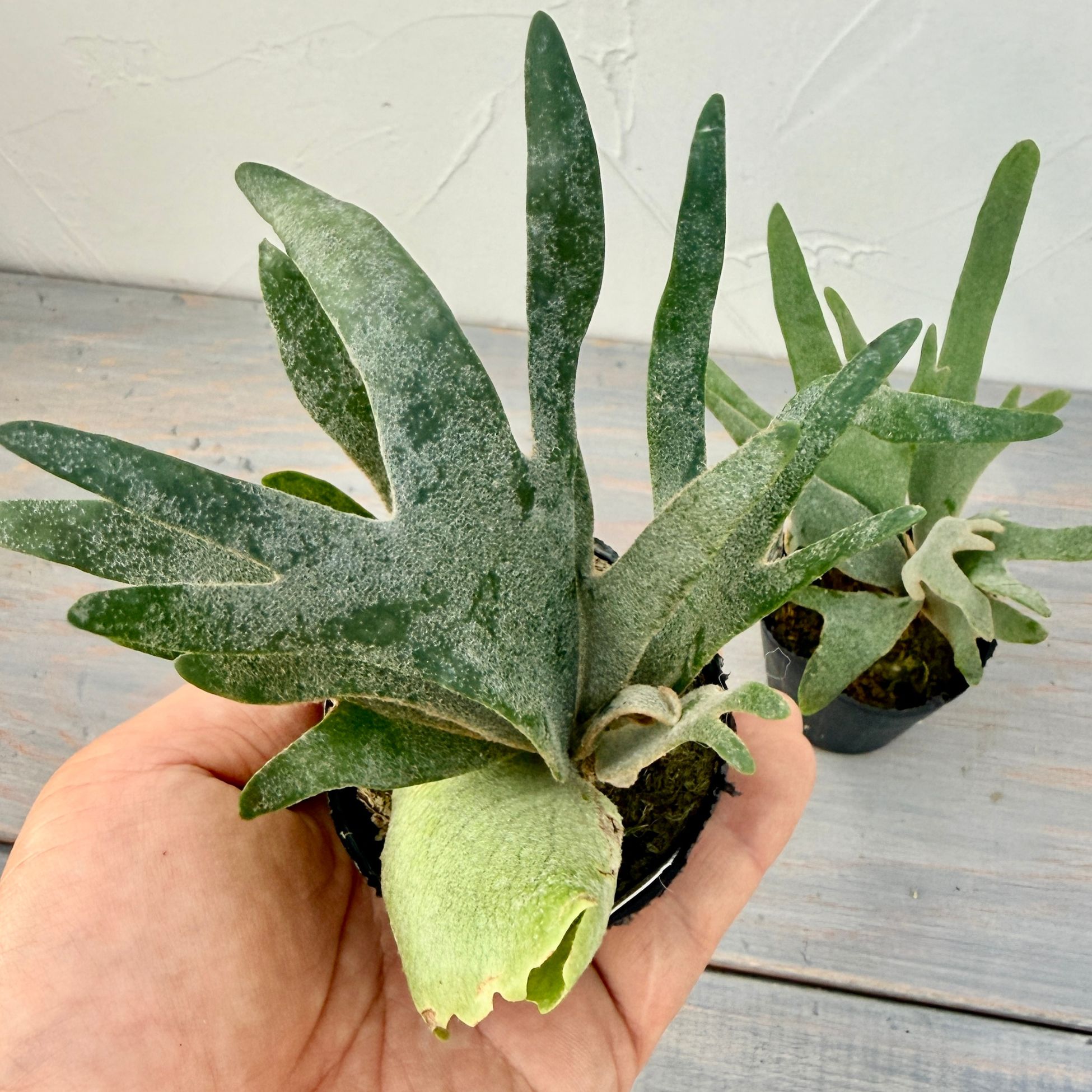 楽天市場】『ビカクシダ ウィリンキー ナノ』コウモリラン ドワーフ 2