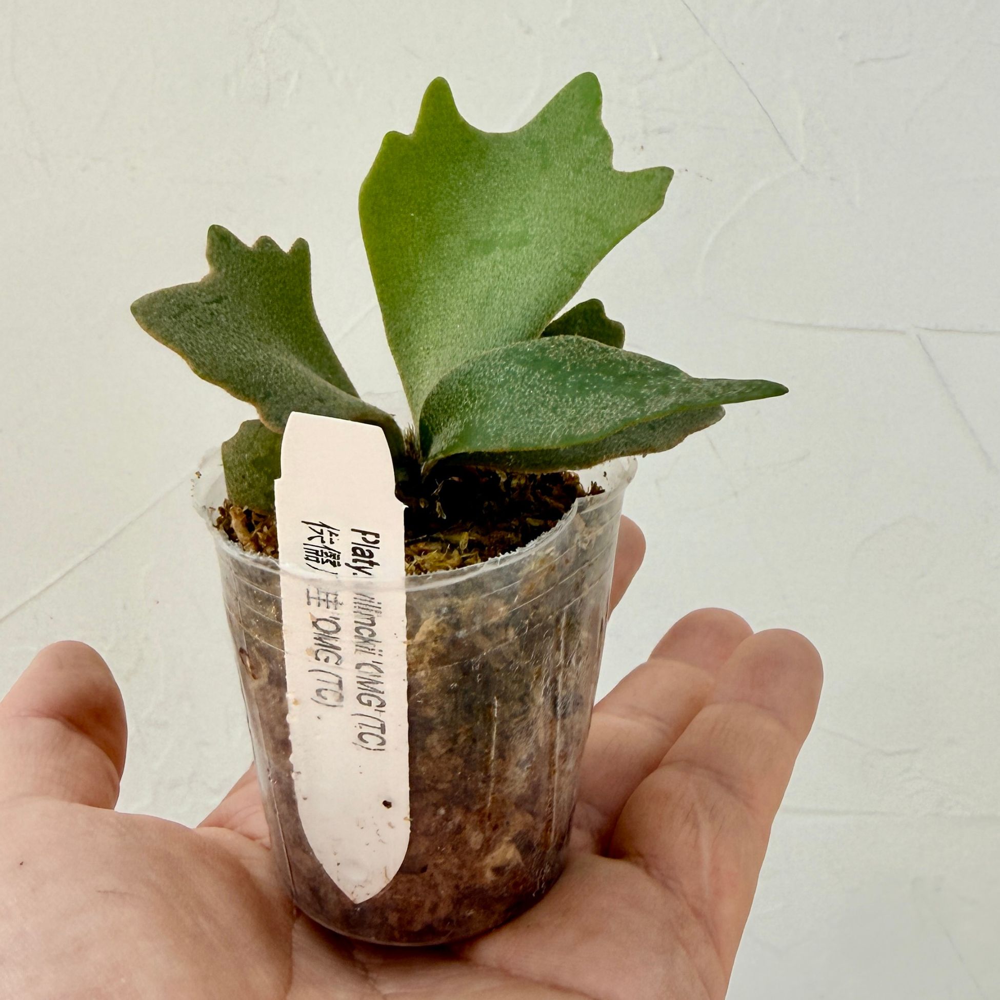 楽天市場】『ビカクシダ ウィリンキー OMG』コウモリラン ドワーフ 2号