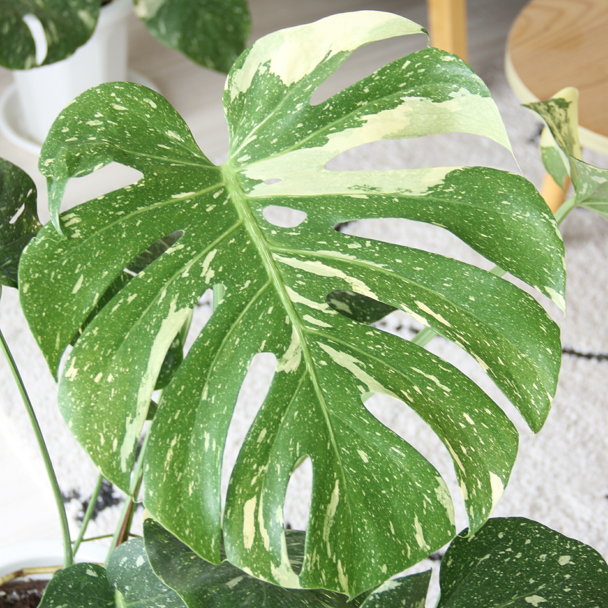 楽天市場】『斑入りモンステラ デリシオーサ タイコンスタレーション 6
