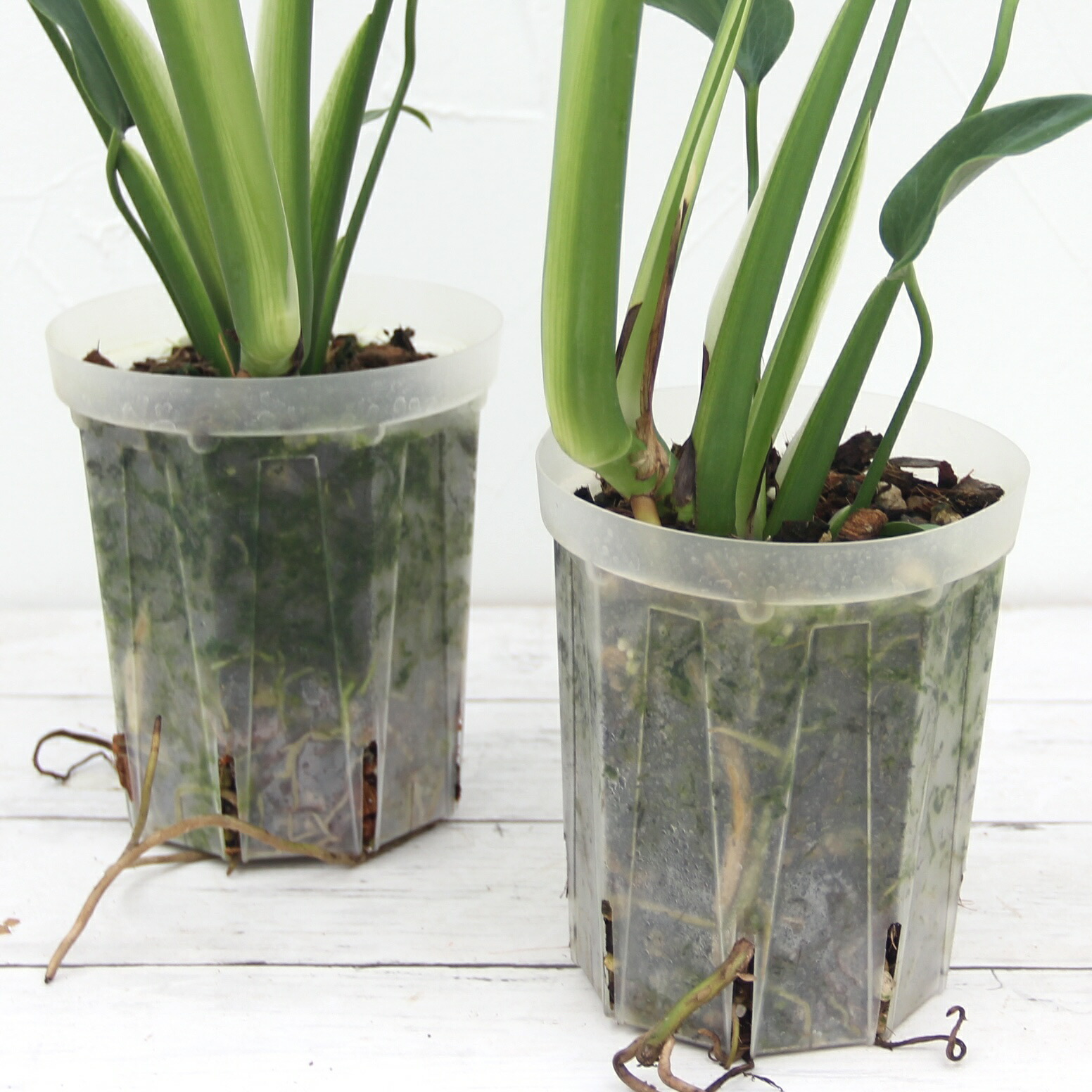 楽天市場】『モンステラ バールマルクスフレーム』Monstera 'Burle