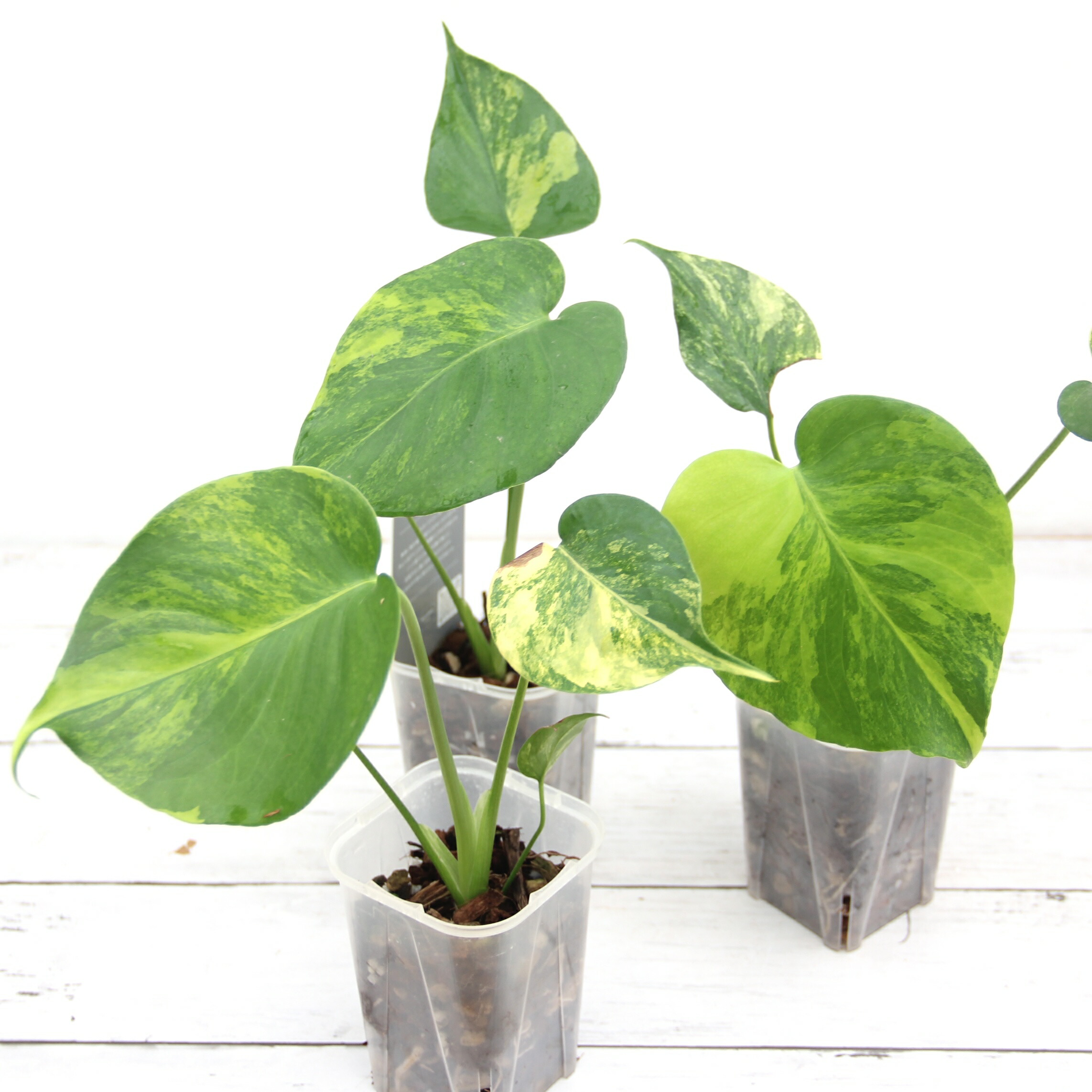 楽天市場】『モンステラ イエローマリリン』観葉植物 黄斑 3号ポット鉢