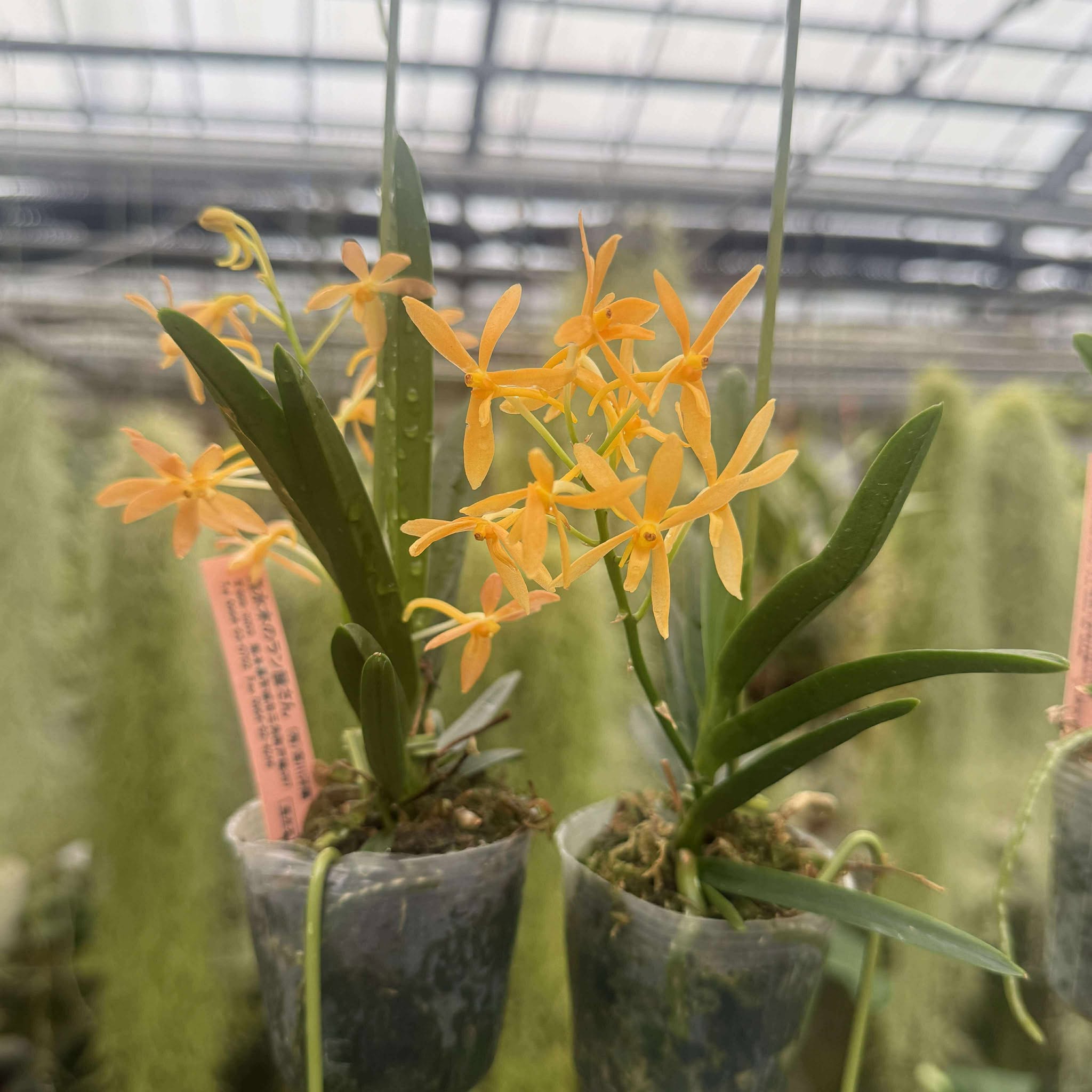 楽天市場】新商品 香りの新品種 洋ランの苗『風蘭系交配種 バンダ