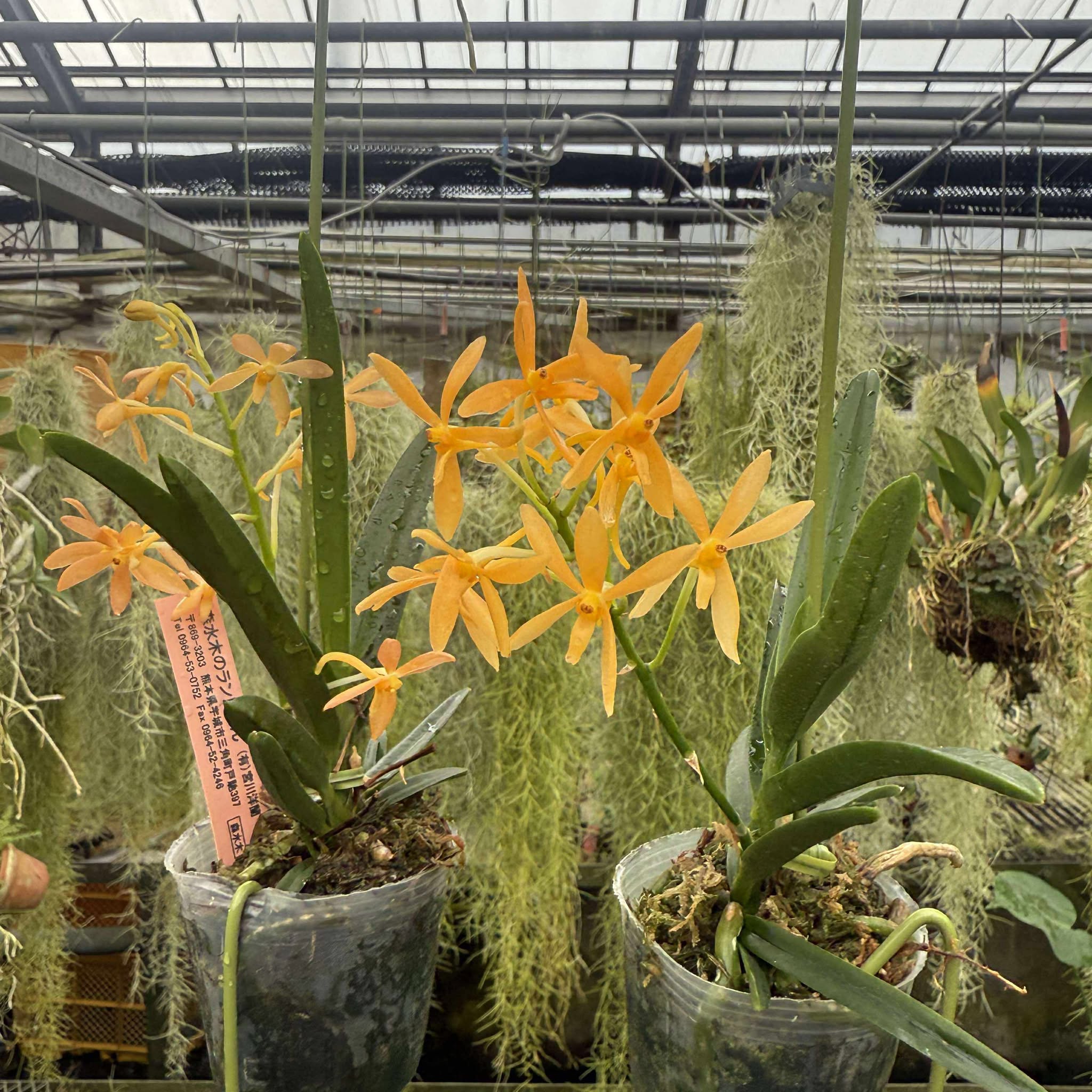 楽天市場】新商品 香りの新品種 洋ランの苗『風蘭系交配種 バンダ