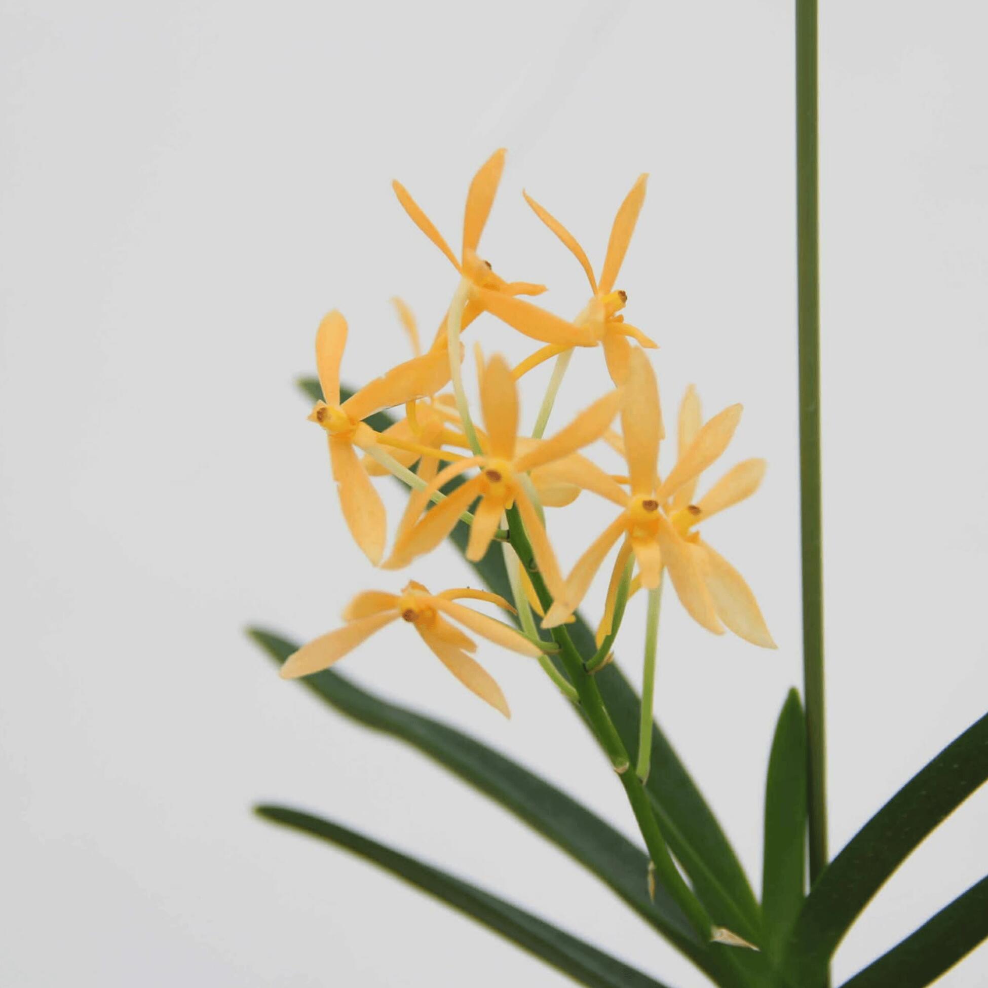 楽天市場】新商品 香りの新品種 洋ランの苗『風蘭系交配種 バンダ