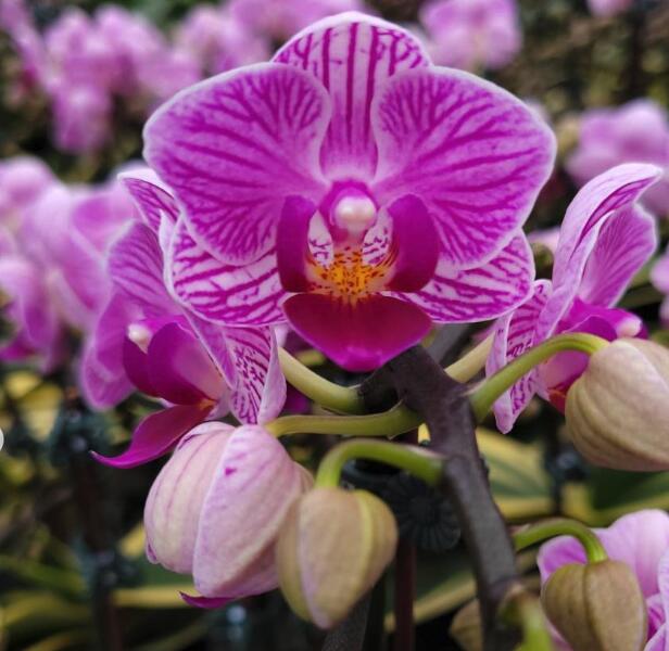 楽天市場】洋ランの苗『斑入胡蝶蘭 F858 「覆輪葉」タイプ 【花咲く苗