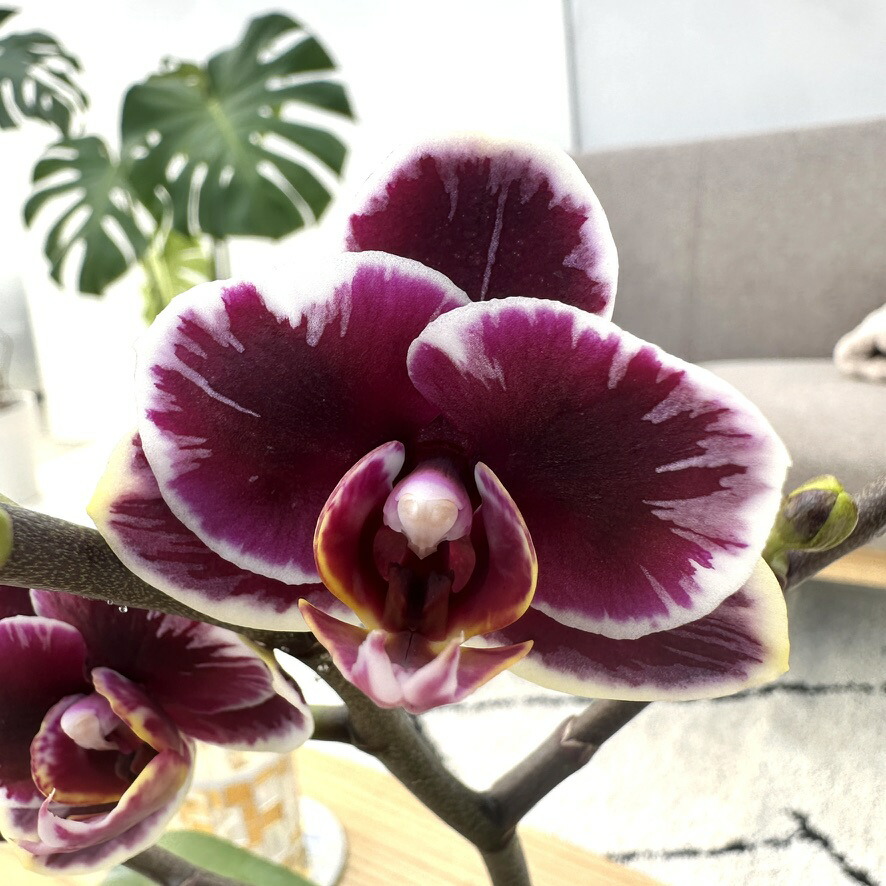 楽天市場】今ならつぼみ、または花付き！-- 【新品種登場！】洋ランの