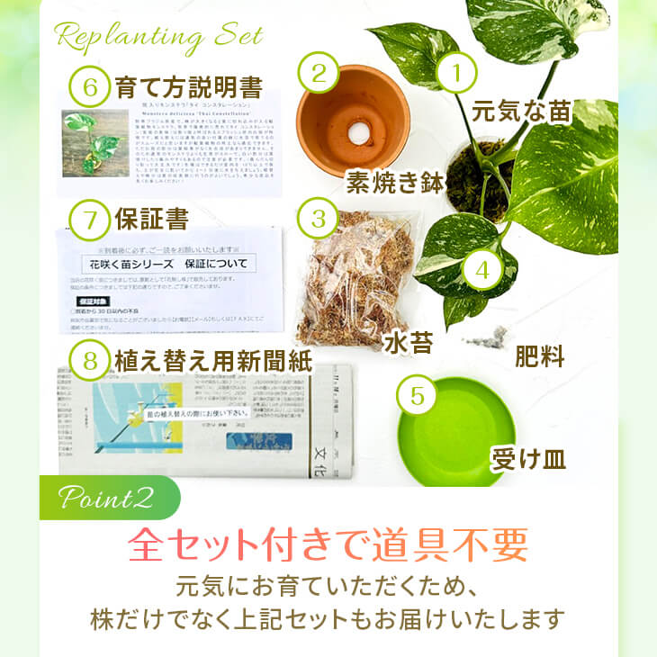 楽天市場】『斑入りモンステラ「タイ コンステレーション」』 2.5号