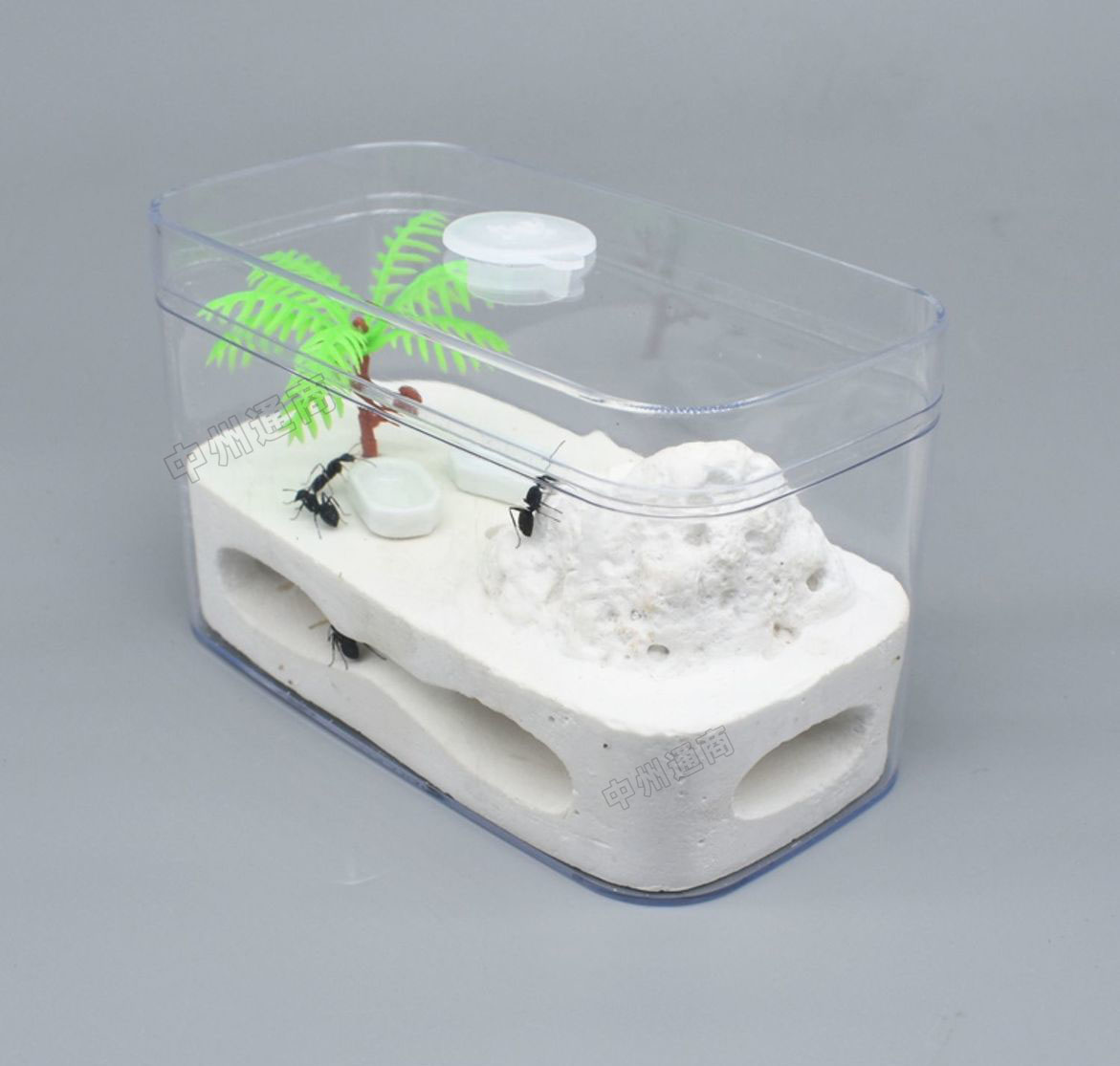 楽天市場】アリ飼育キット 石膏製巣箱 アリ城 アリ飼育セット アリ観察
