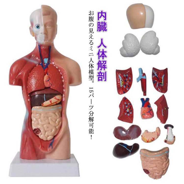 楽天市場】supreme male anatomy modelの通販