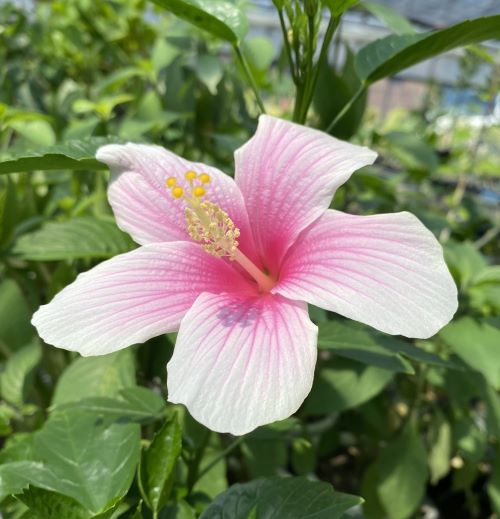 楽天市場】【ハイビスカス】ピンクアイス 苗 苗木 *季節により、樹高や