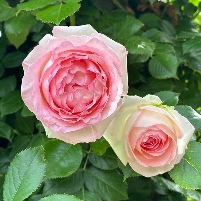 楽天市場】予約販売 バラ苗 バラ大苗 つるバラ ピエールドゥロンサール