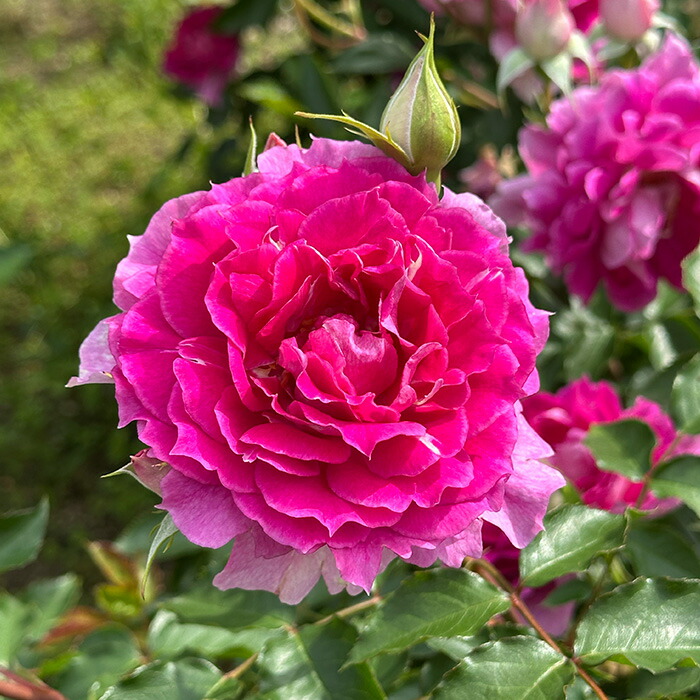 楽天市場】予約販売 バラ苗 バラ大苗 ロサ オリエンティス