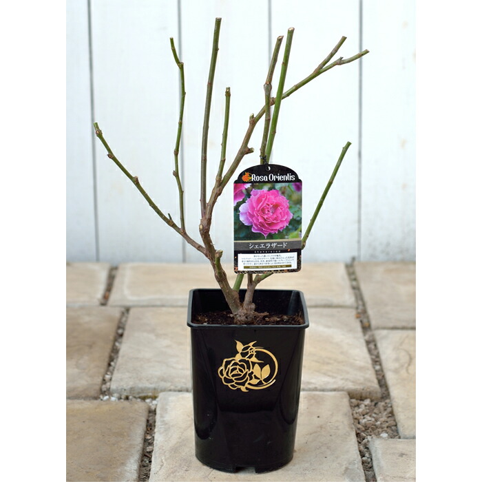 楽天市場】予約販売 バラ苗 バラ大苗 ロサ オリエンティス ザ