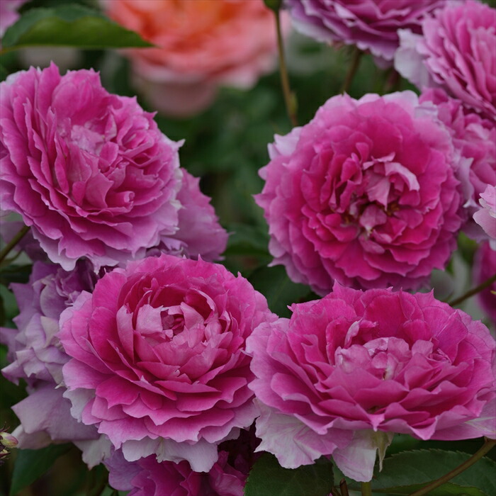 楽天市場】予約販売 バラ 苗 バラ 新苗 ロサ オリエンティス