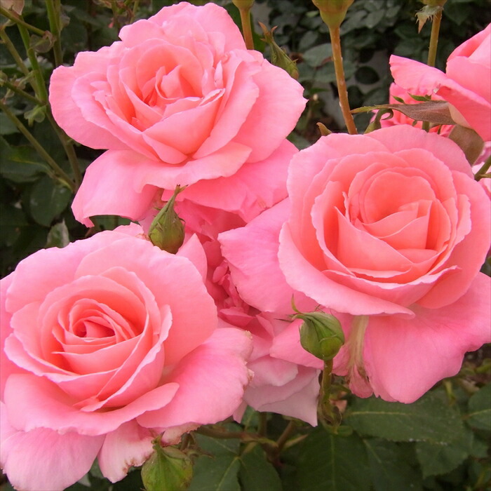 楽天市場】予約販売 バラ 苗 バラ 新苗 大輪 芳純 四季咲き 薔薇 ばら