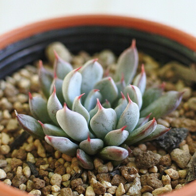 楽天市場】多肉植物 oriエケベリア ザラゴーサspノバ 多肉植物