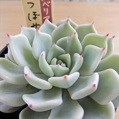 ミックスベリア 6種類 札付き②(1月6日撮影) ミックスベリア 6種類 札