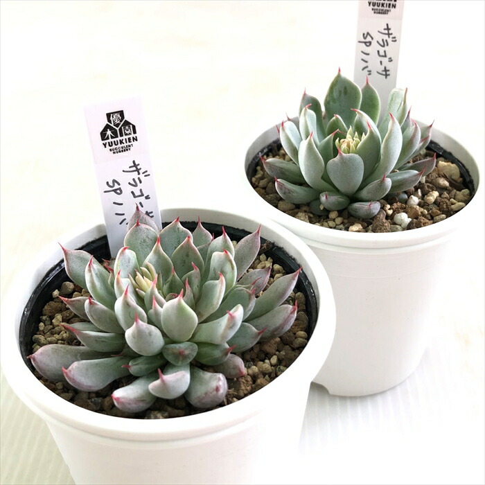 楽天市場】多肉植物 yukエケベリア ザラゴーサspノバ 多肉植物 優木園