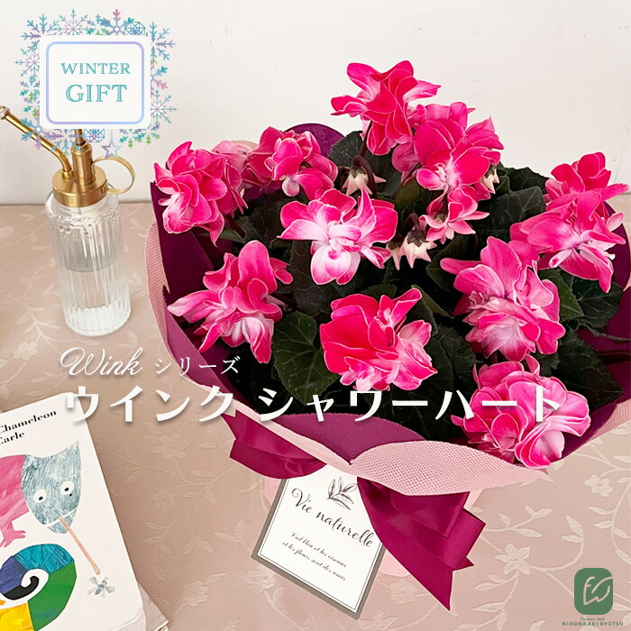 楽天市場】予約販売 シクラメン ウインク シャワーハート 5号鉢 送料